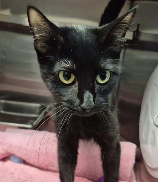 MILLIE, Adoptable, Young Female Domestic Medium Hair.