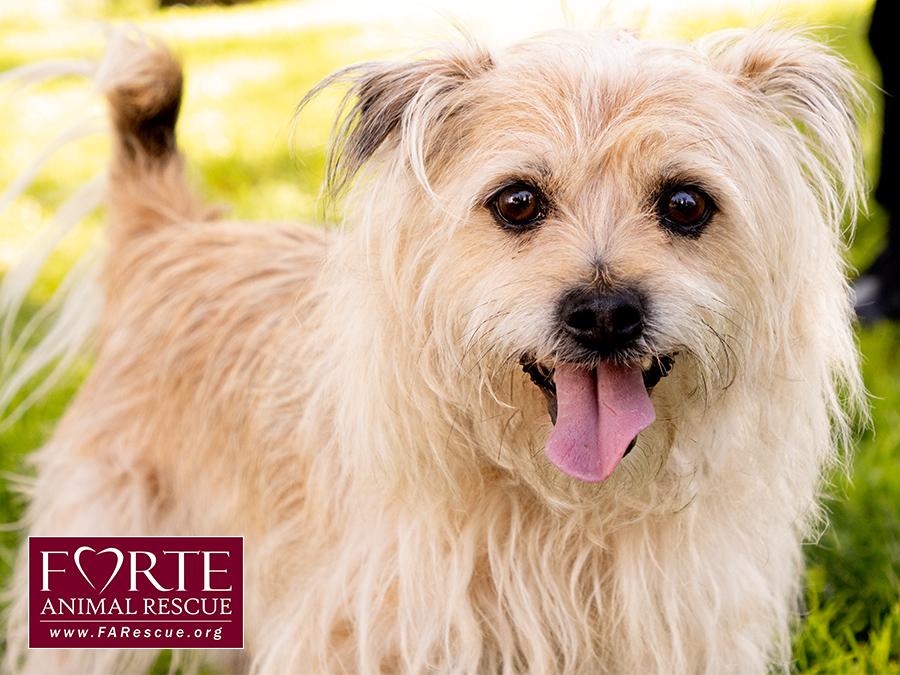 Enlarge Cubby, a Adoptable mixed breed in Marina Del Rey, CA image 1/6