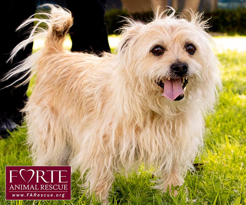 Enlarge Cubby, a Adoptable mixed breed in Marina Del Rey, CA image 6/6