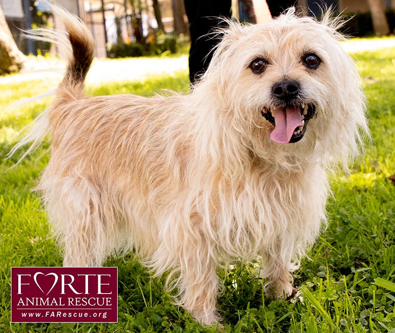 Enlarge Cubby, a Adoptable mixed breed in Marina Del Rey, CA image 4/6