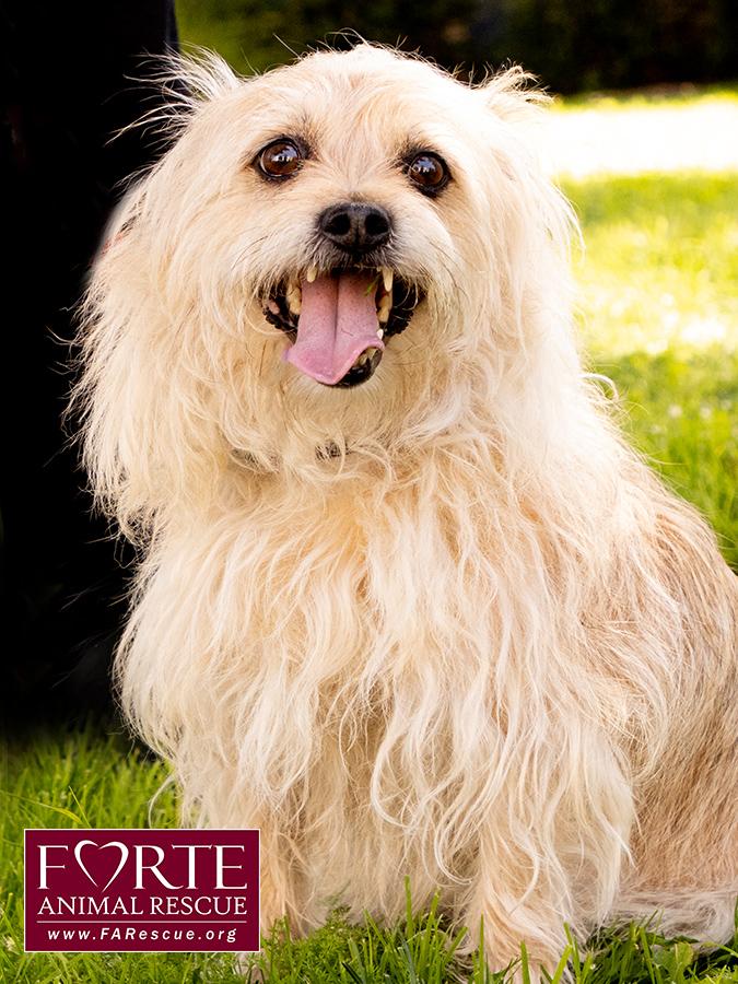 Enlarge Cubby, a Adoptable mixed breed in Marina Del Rey, CA image 5/6