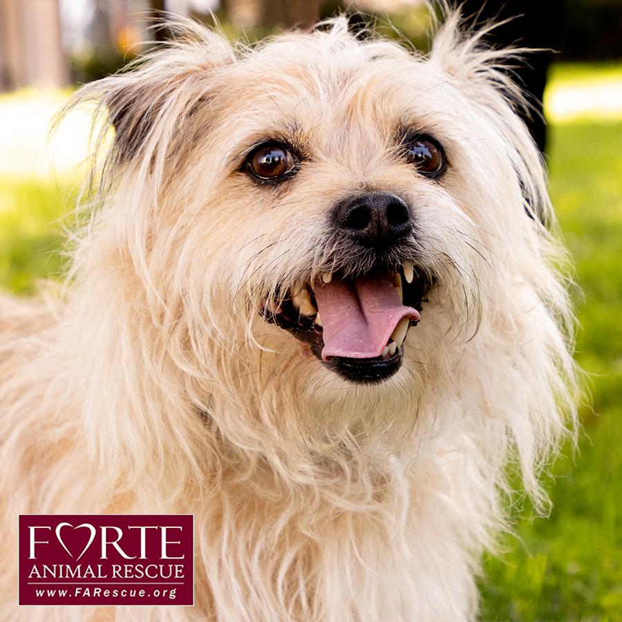Enlarge Cubby, a Adoptable mixed breed in Marina Del Rey, CA image 2/6