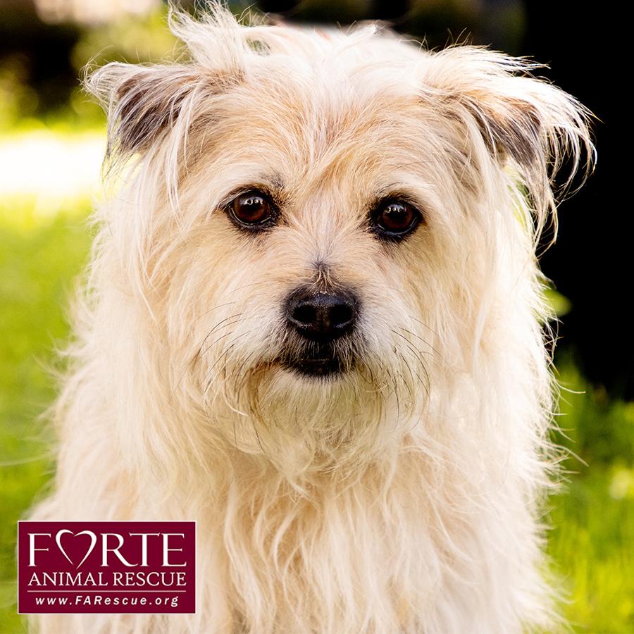 Enlarge Cubby, a Adoptable mixed breed in Marina Del Rey, CA image 3/6