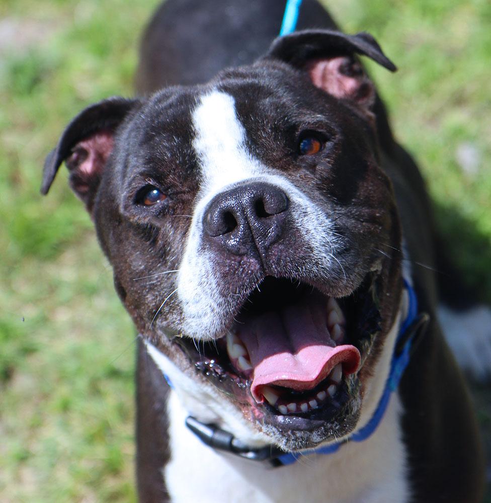 Kingston (AO36734), ADOPTABLE, Senior Male American Bulldog.