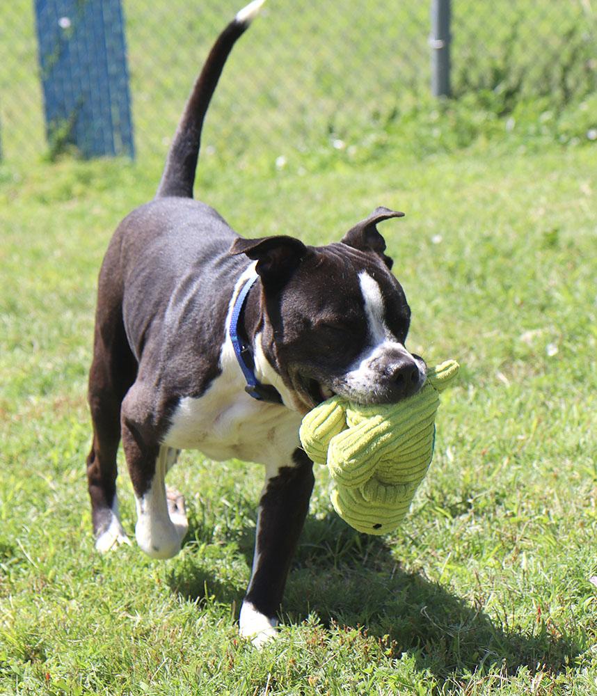 Kingston (AO36734), a ADOPTABLE mixed breed in Kansas City, KS image 4/6