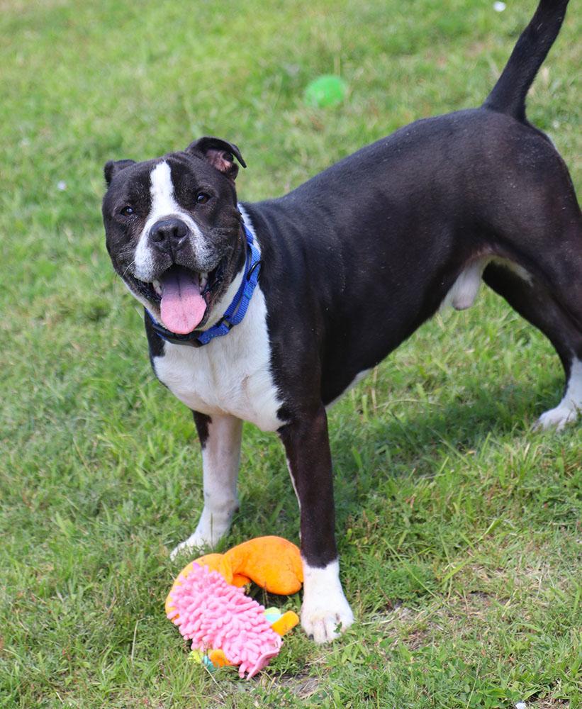 Kingston (AO36734), a ADOPTABLE mixed breed in Kansas City, KS image 2/6
