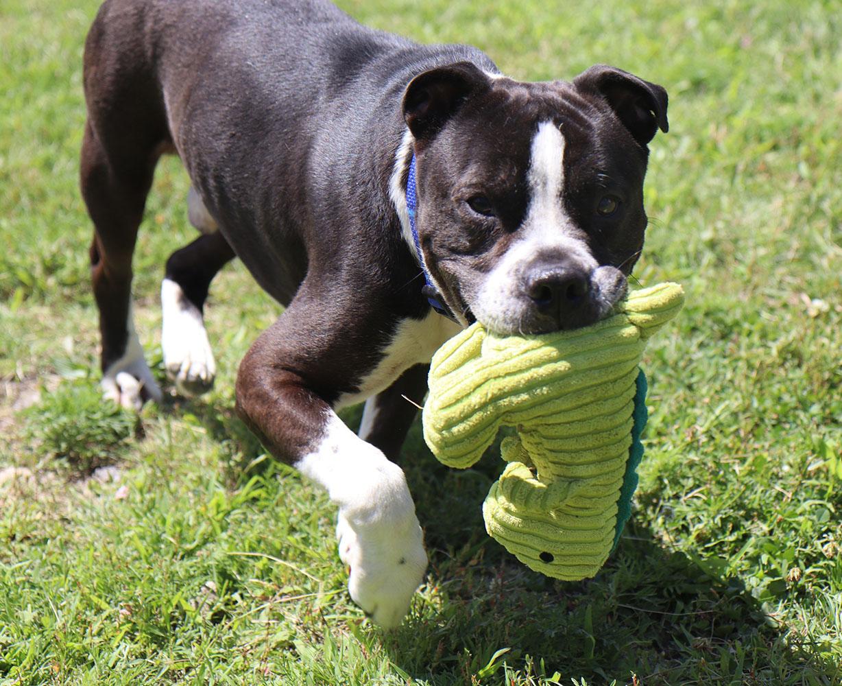Kingston (AO36734), a ADOPTABLE mixed breed in Kansas City, KS image 6/6