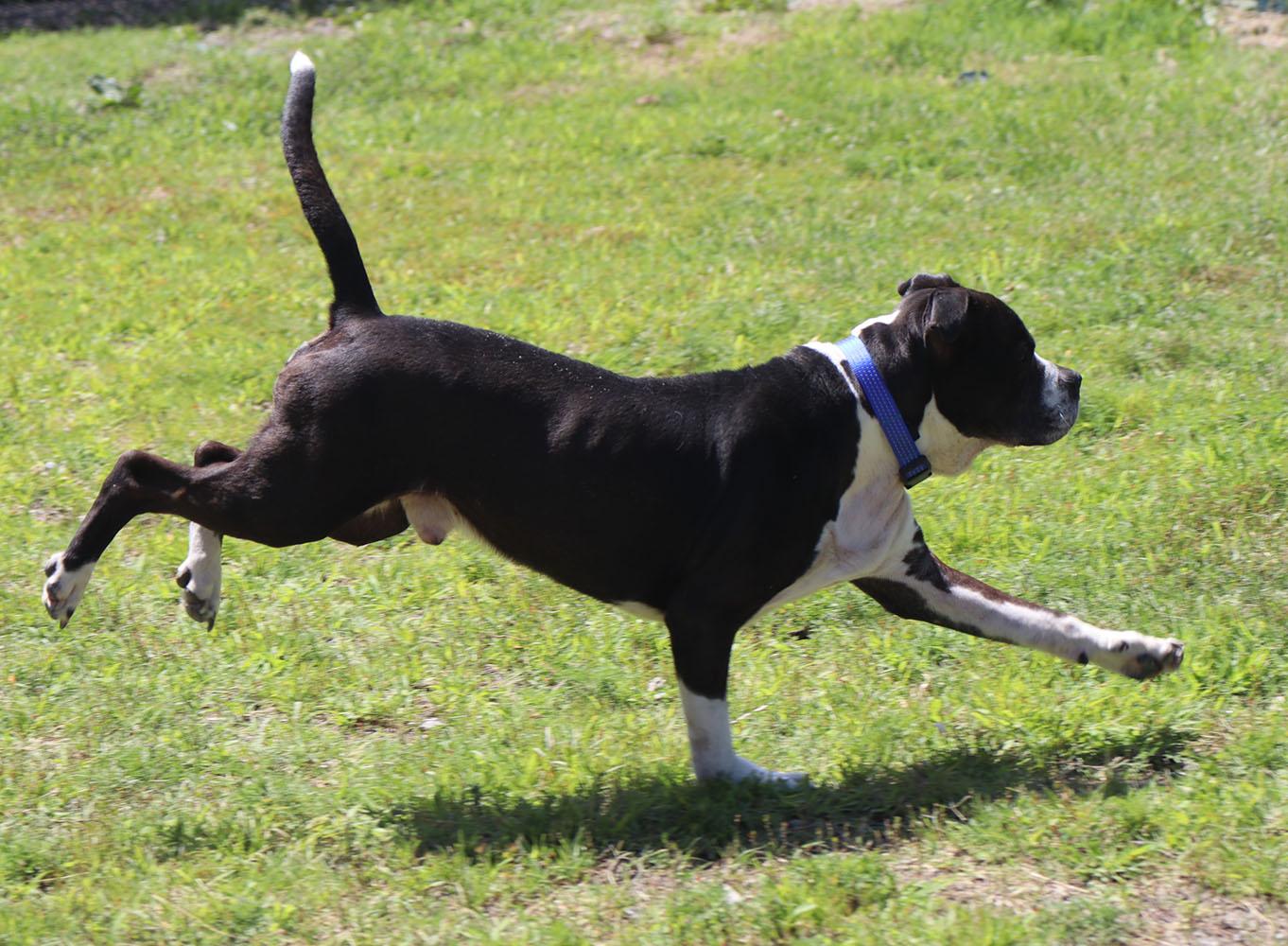 Kingston (AO36734), a ADOPTABLE mixed breed in Kansas City, KS image 5/6