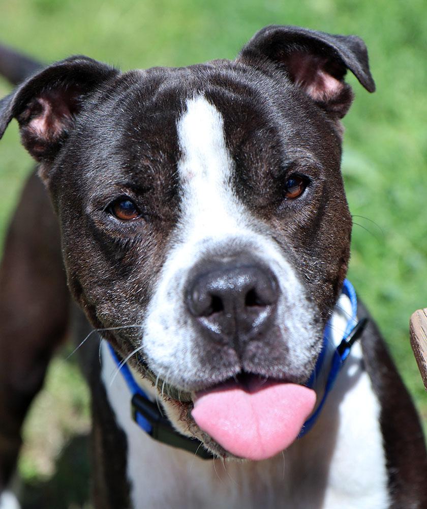 Kingston (AO36734), a ADOPTABLE mixed breed in Kansas City, KS image 3/6