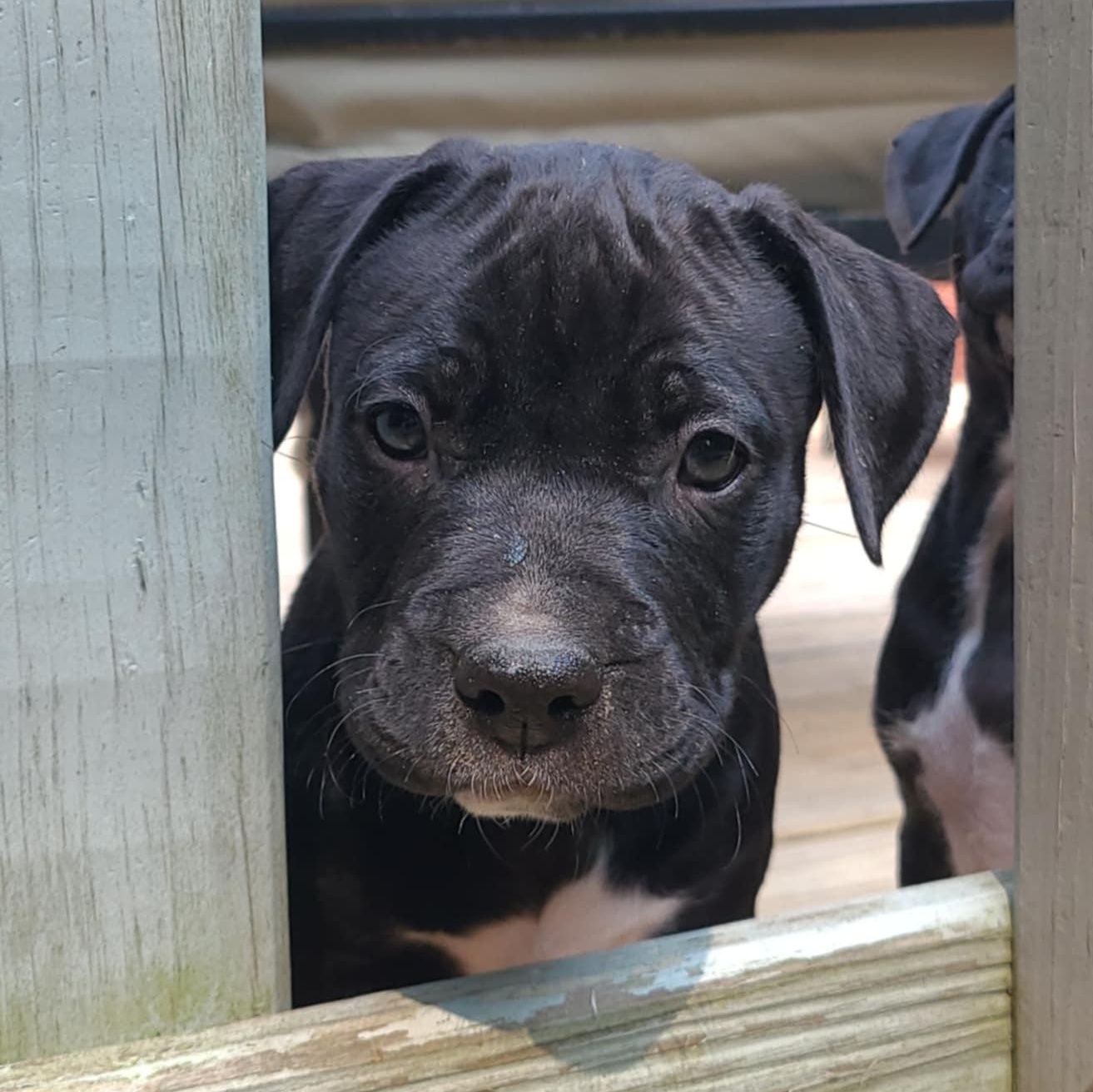 Cedar, Baby Male Pit Bull Terrier