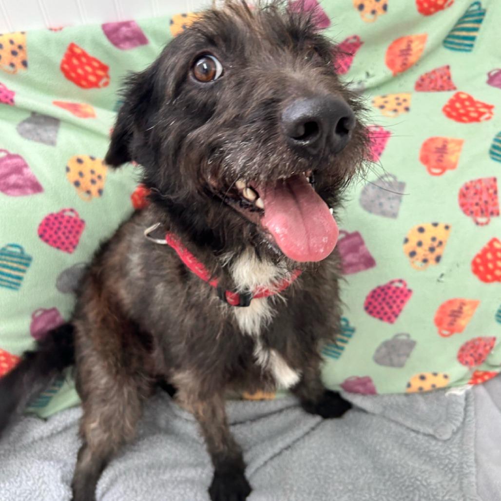 Enlarge Alex, a Adoptable Wirehaired Terrier in Falmouth, KY image 1/1