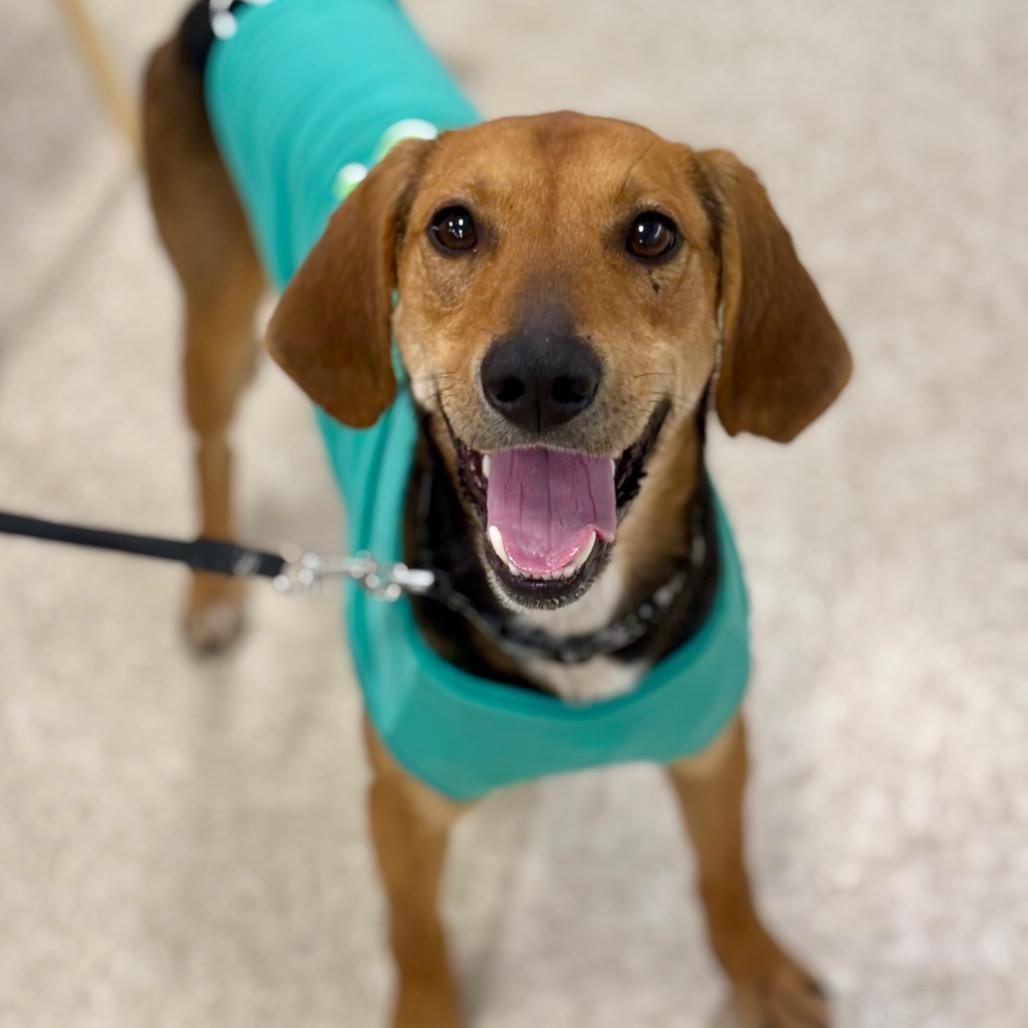 Jackson — thumbnail 3