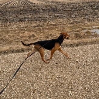 Jackson — thumbnail 6