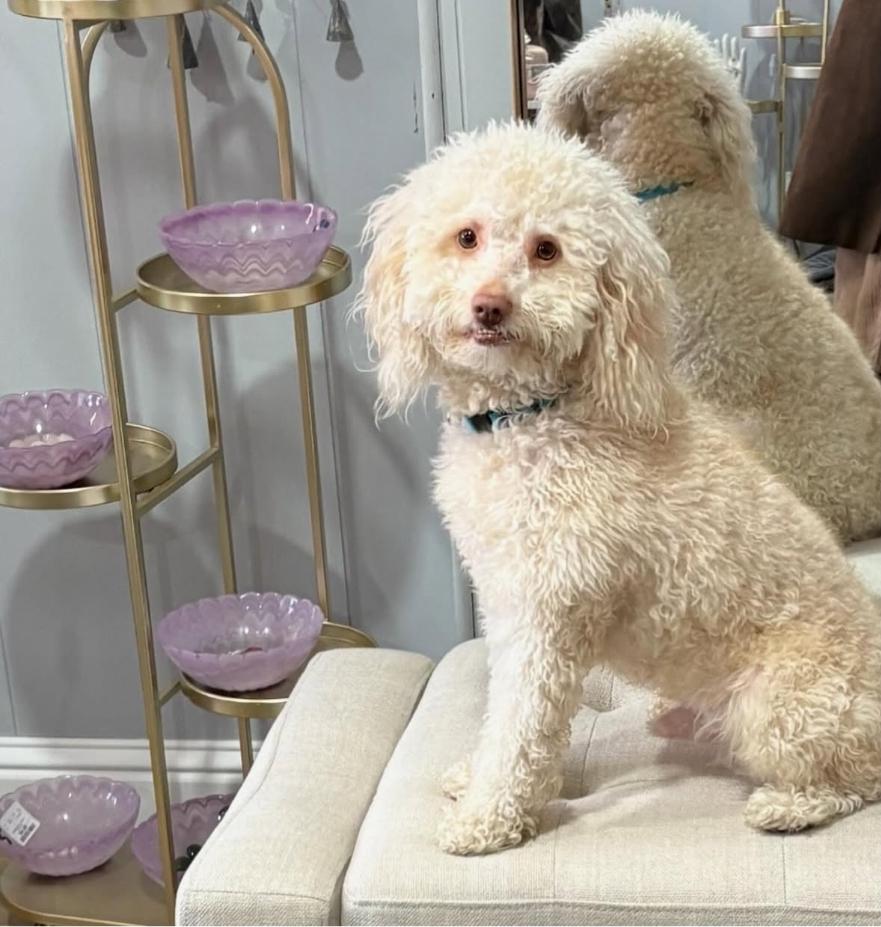 Leo, a Adoptable Poodle in Galt, CA image 4/5