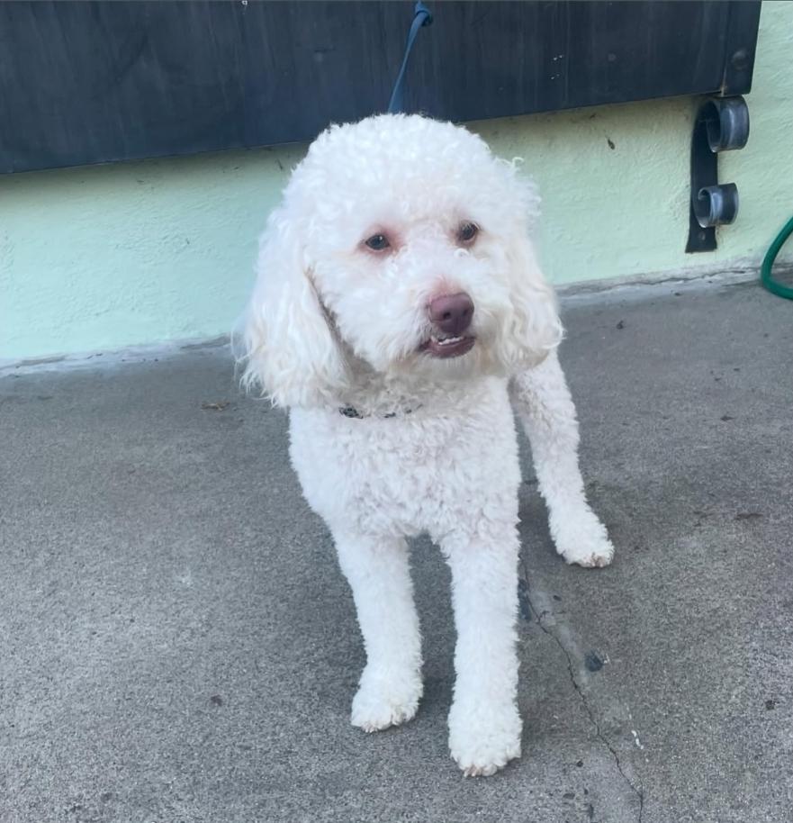 Leo, a Adoptable Poodle in Galt, CA image 2/5