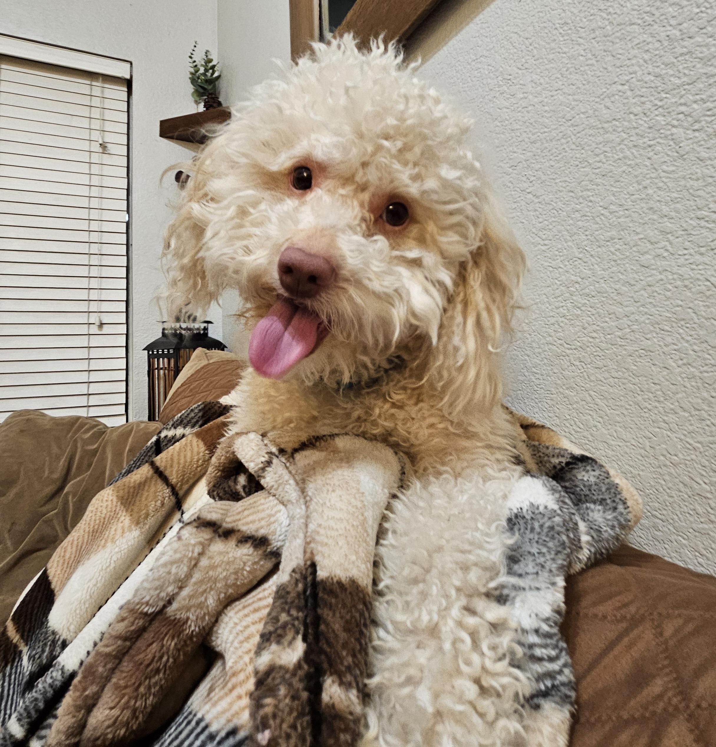 Leo, Adoptable, Young Male Poodle.