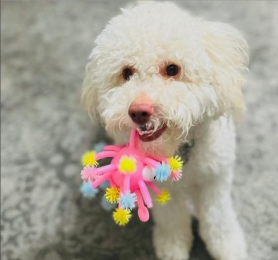 Leo, a Adoptable Poodle in Galt, CA image 3/5