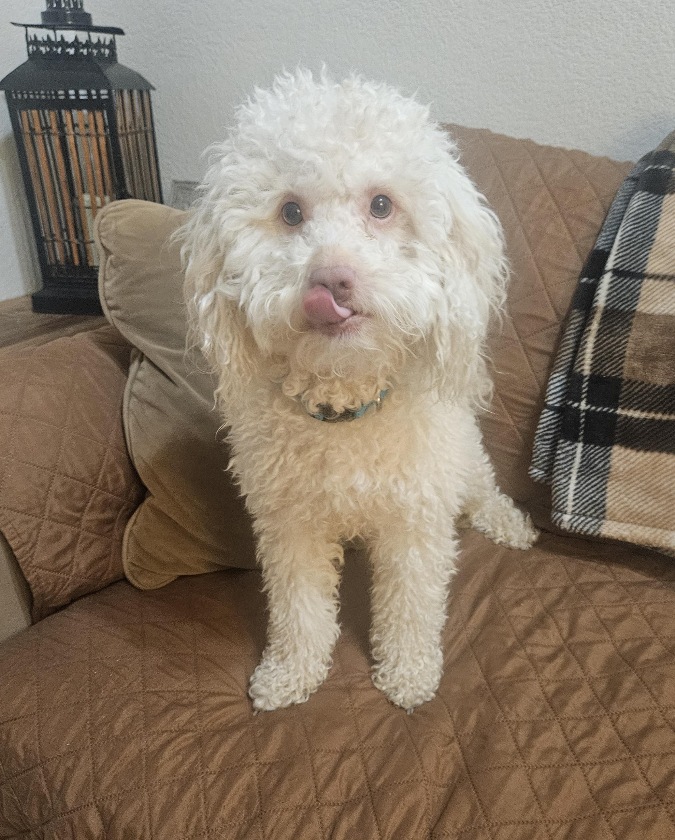 Leo, a Adoptable Poodle in Galt, CA image 5/5