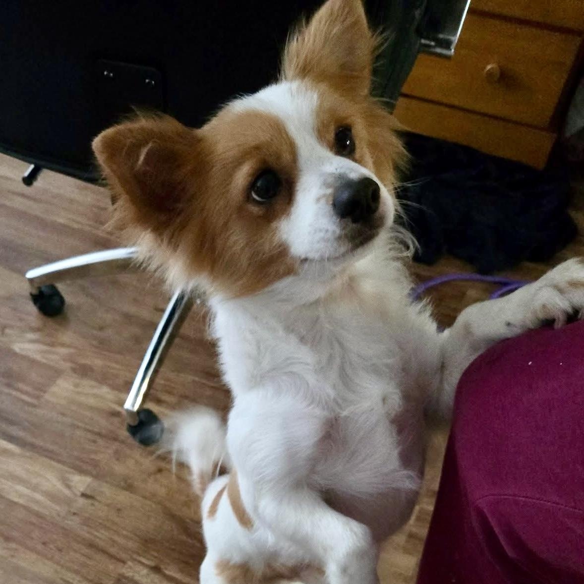 Solo 2YO  10 lbs  Papillion mix Fostered in East Bay Please fill out an application to meet him