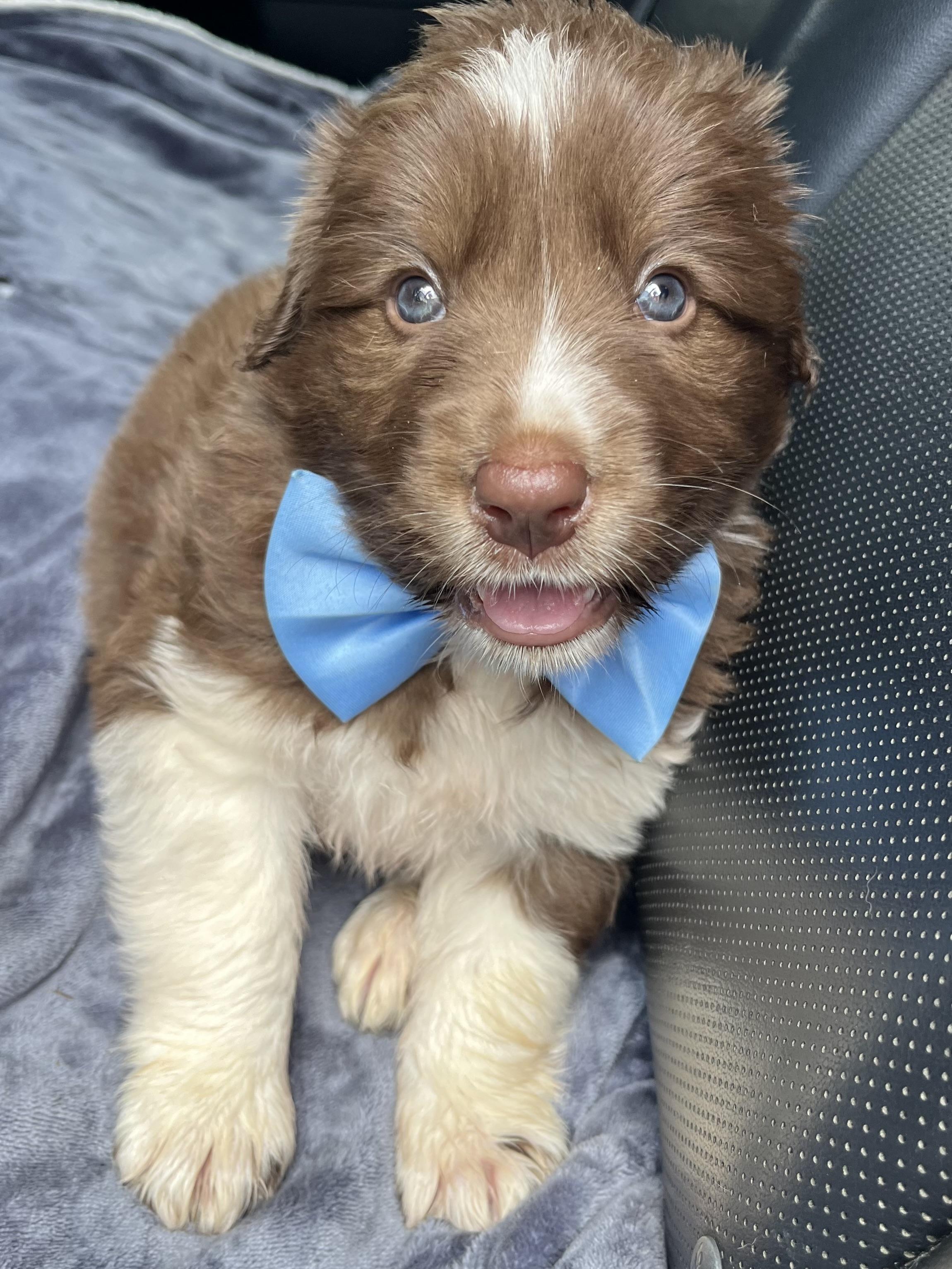 Hershey, ADOPTABLE, Puppy Male Border Collie & Mixed Breed.