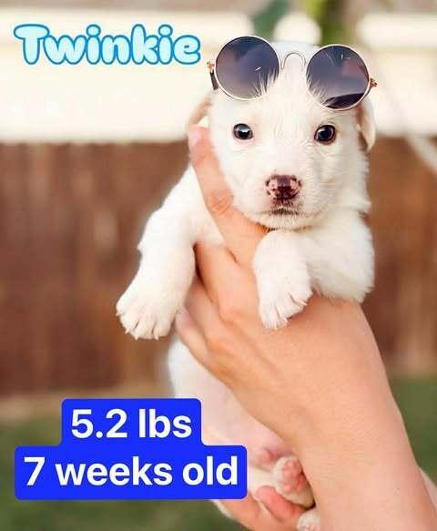 Enlarge Twinkie, a Adoptable mixed breed in Commerce City, CO image 3/4