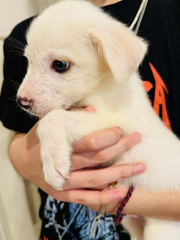 Twinkie, Adoptable, Puppy Male Chihuahua.