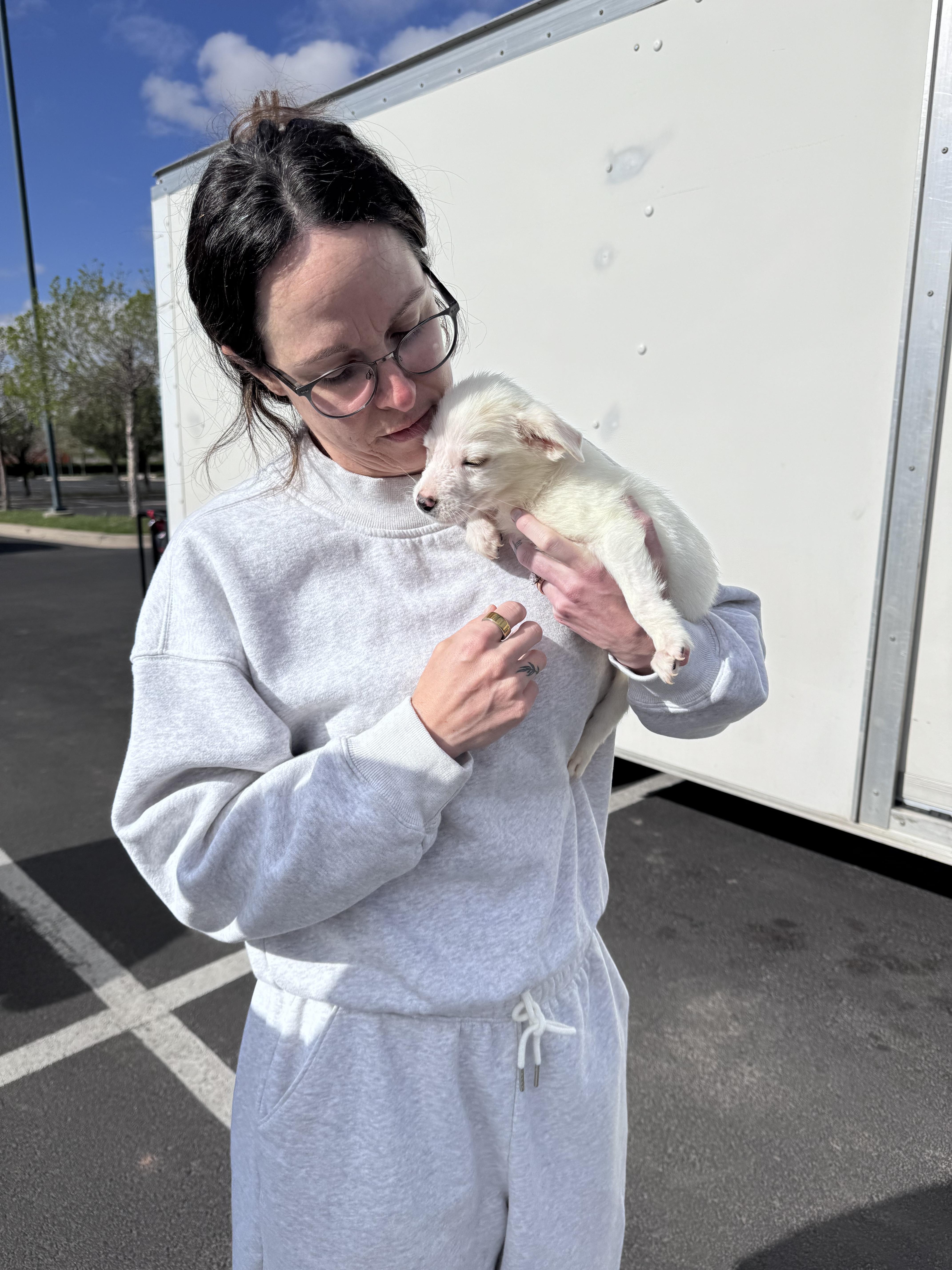Enlarge Twinkie, a Adoptable mixed breed in Commerce City, CO image 4/4