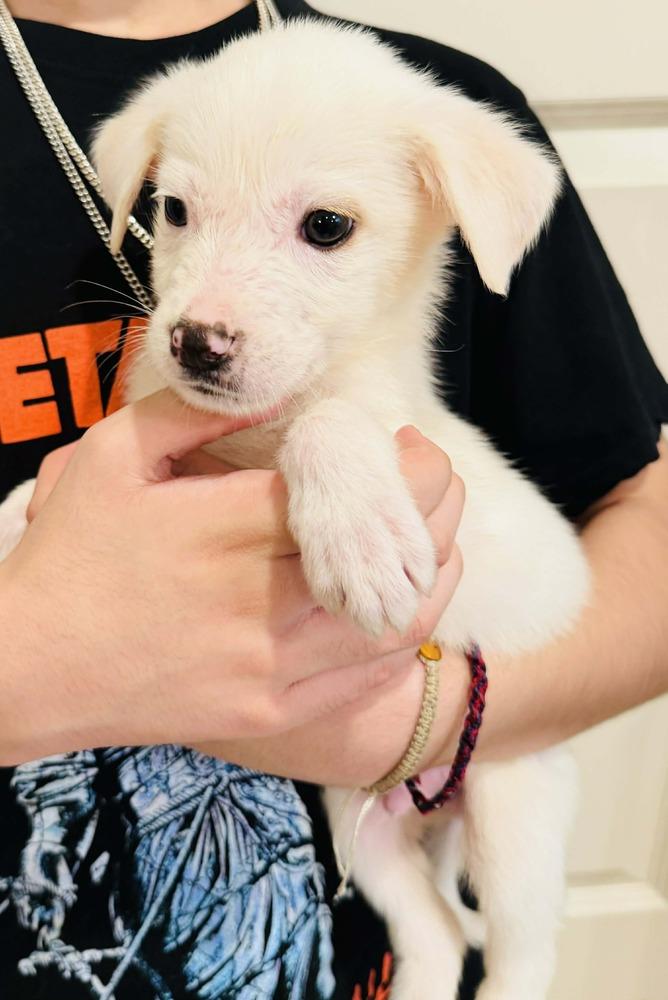 Enlarge Twinkie, a Adoptable mixed breed in Commerce City, CO image 2/4