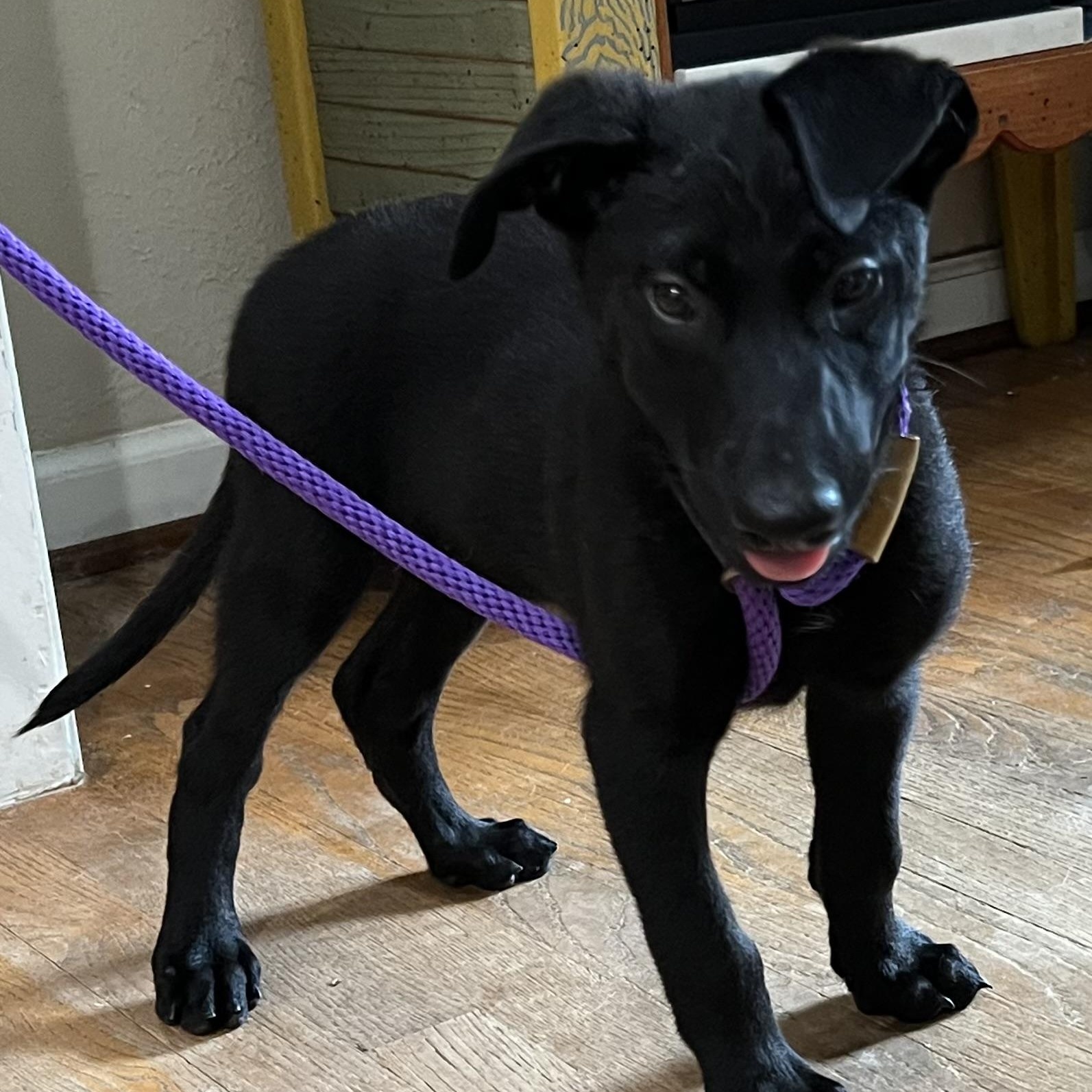 Enlarge Chosen One, a Adoptable mixed breed in Bellaire, TX image 6/6