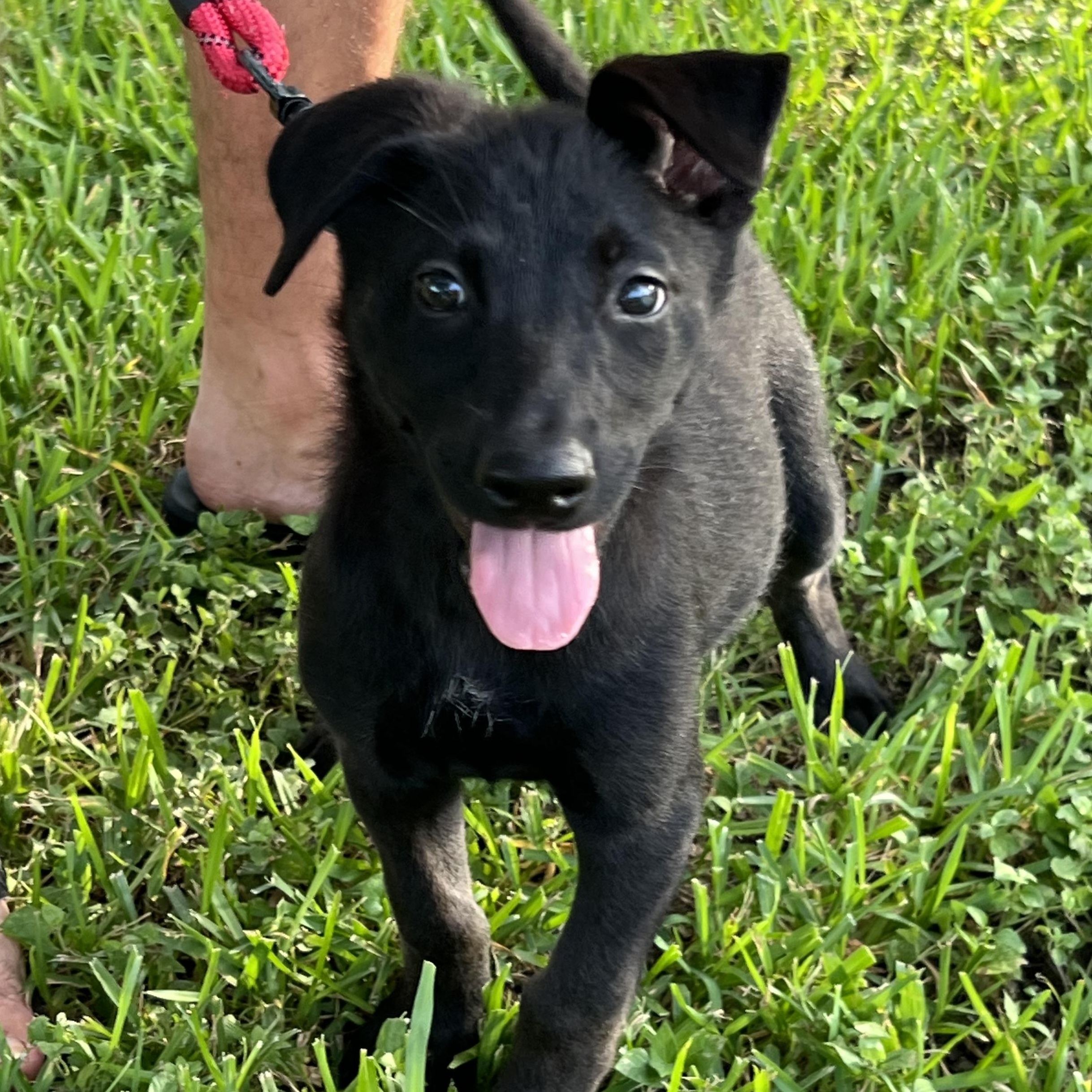 Enlarge Chosen One, a Adoptable mixed breed in Bellaire, TX image 3/6
