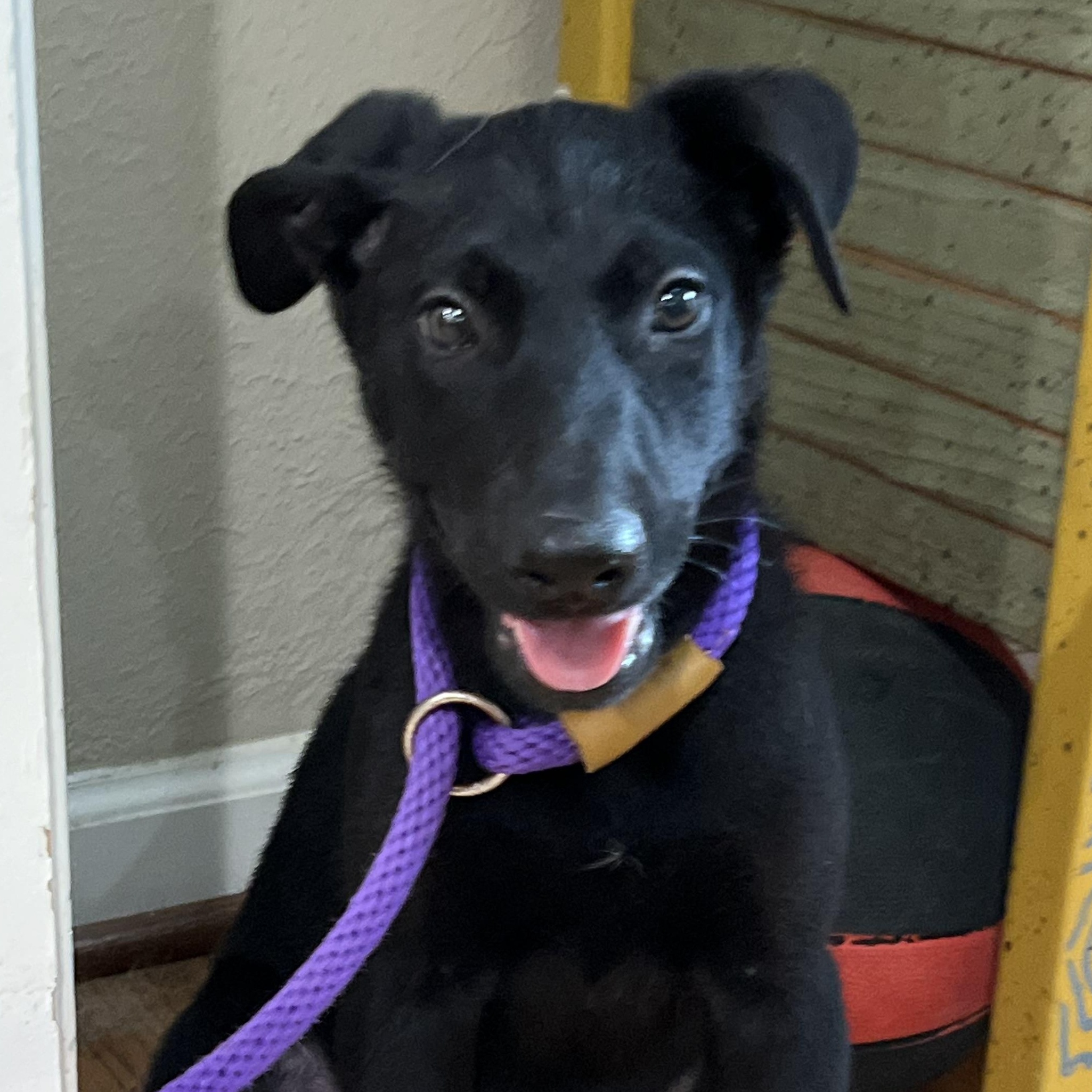 Enlarge Chosen One, a Adoptable mixed breed in Bellaire, TX image 1/6