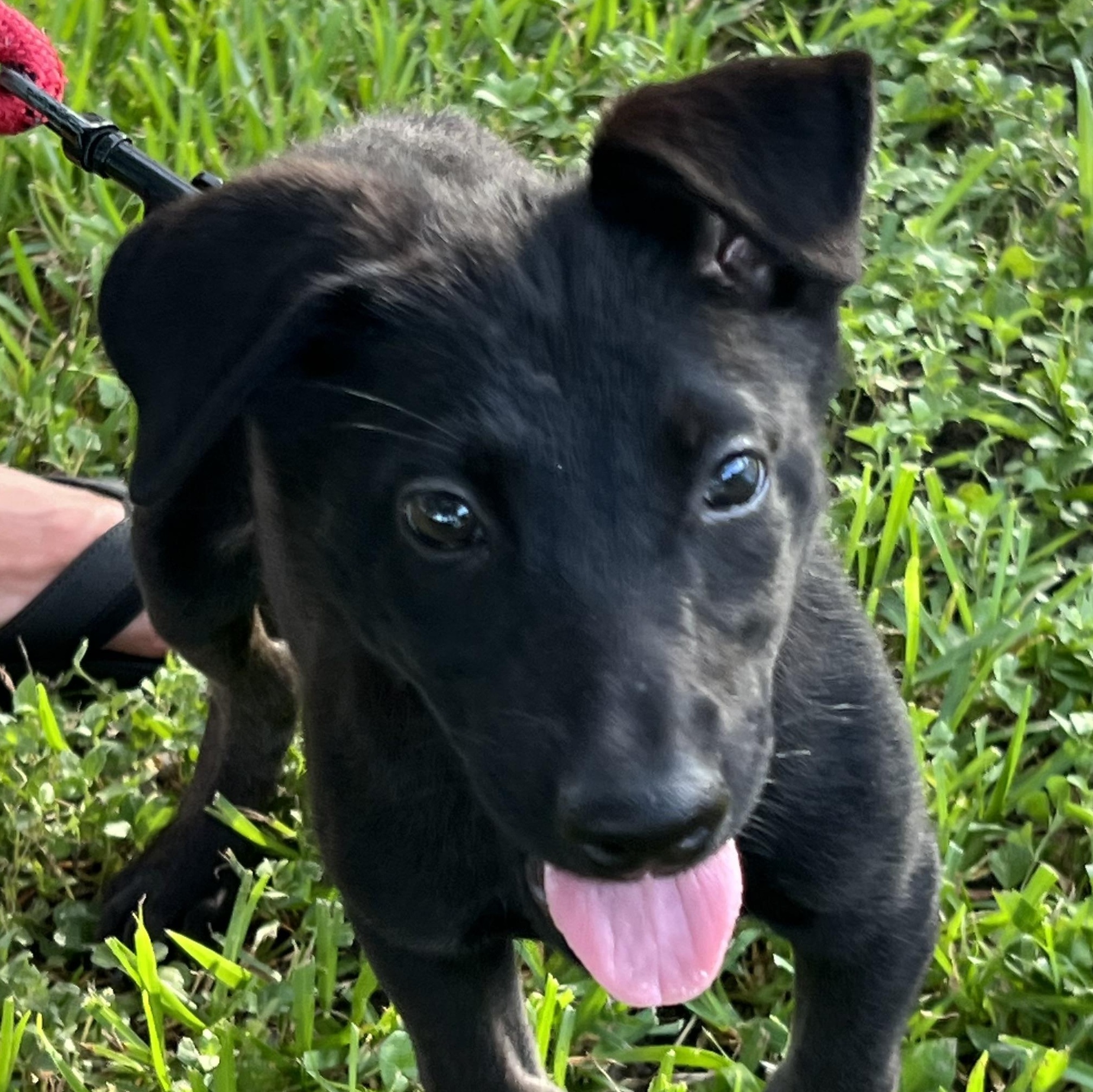 Enlarge Chosen One, a Adoptable mixed breed in Bellaire, TX image 5/6