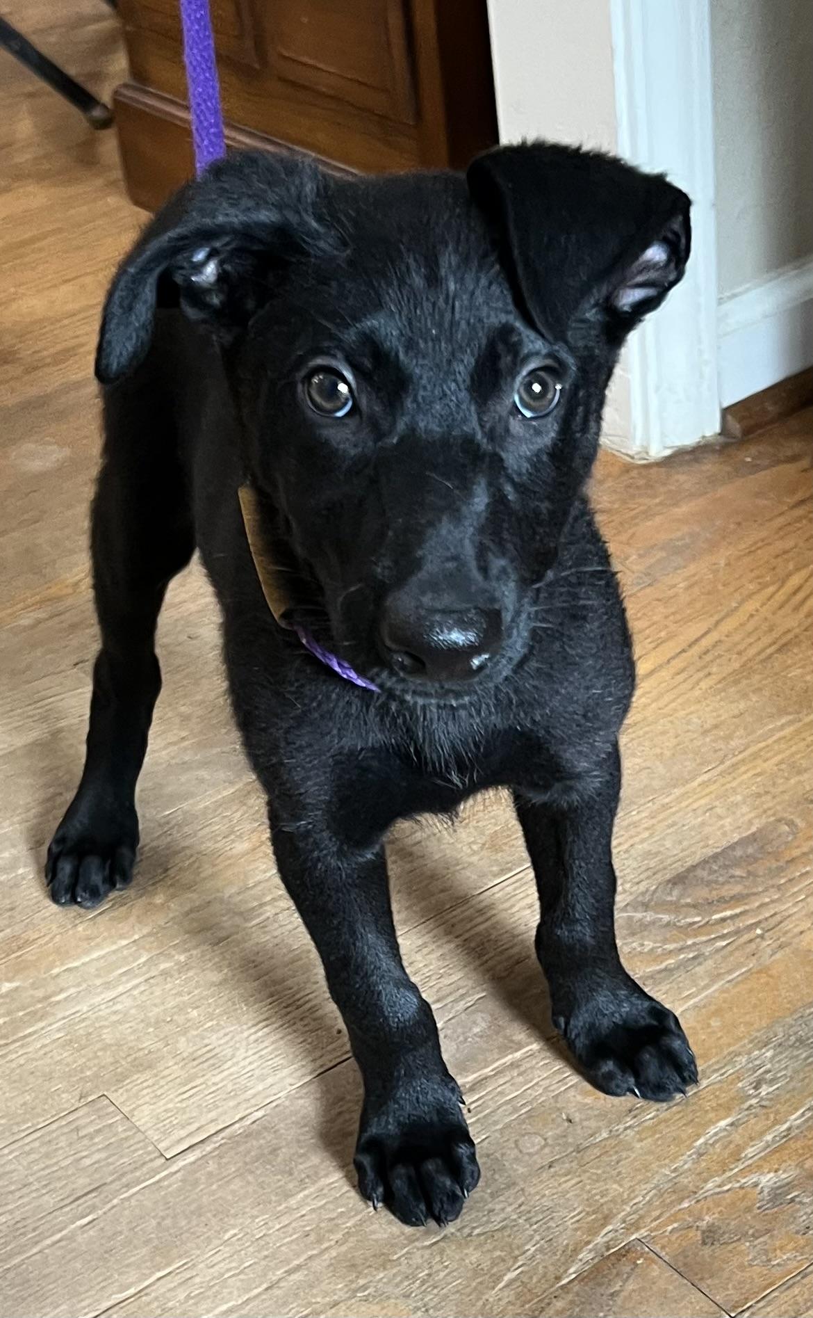 Enlarge Chosen One, a Adoptable mixed breed in Bellaire, TX image 2/6