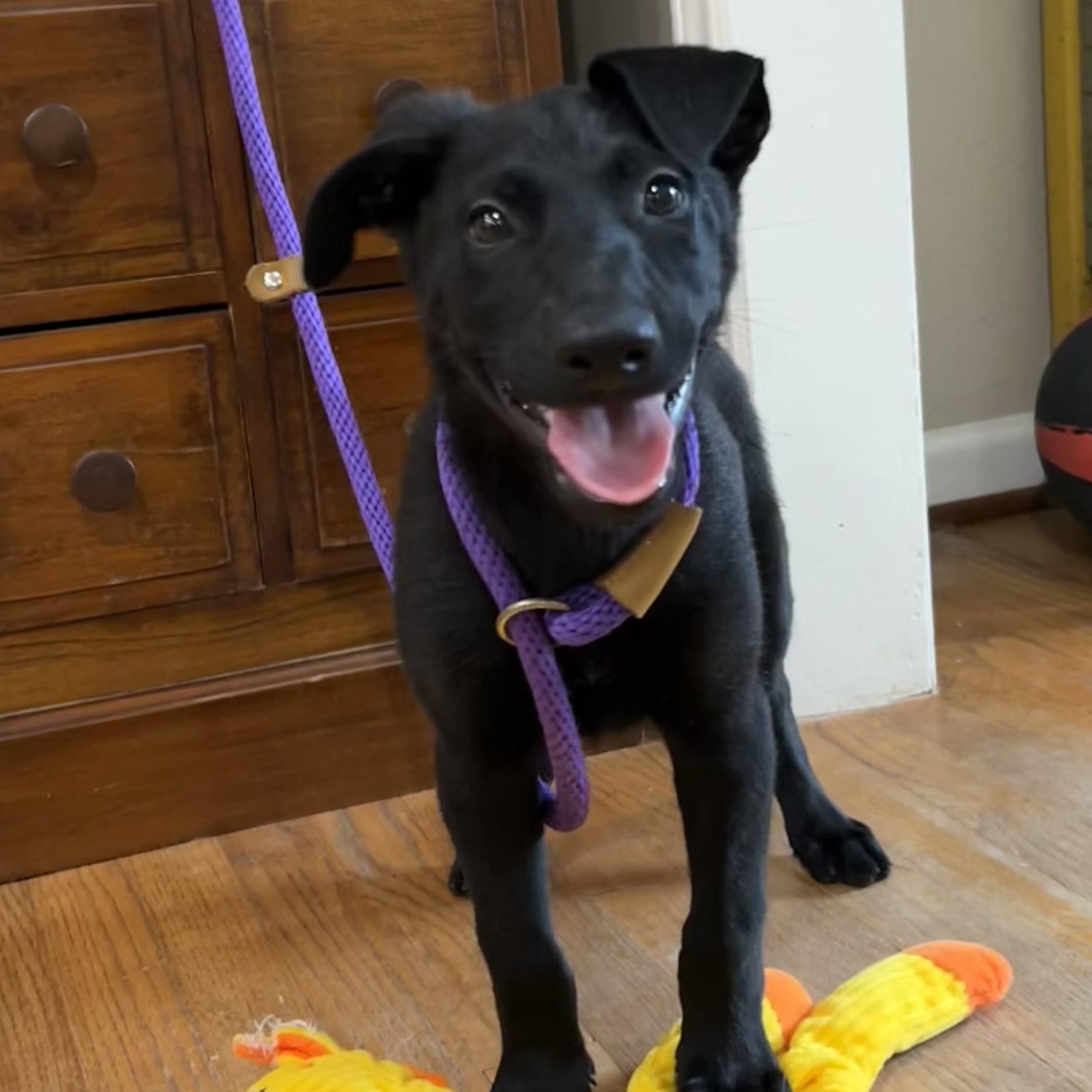 Enlarge Chosen One, a Adoptable mixed breed in Bellaire, TX image 4/6