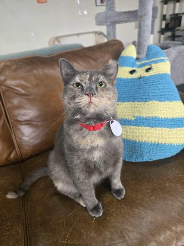 Kool Aid, Adoptable, Young Female Domestic Short Hair.