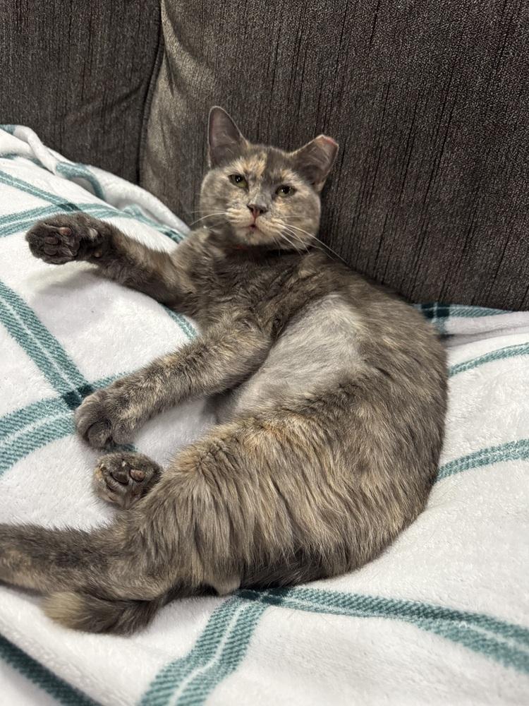 Enlarge Kool Aid, a Adoptable mixed breed in tucson, AZ image 1/2