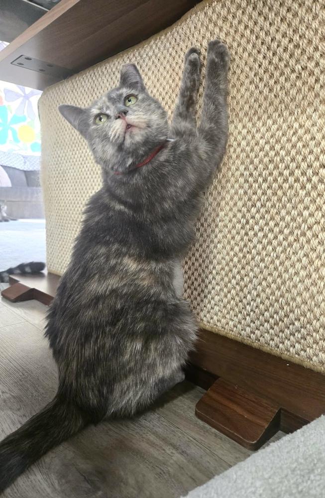 Enlarge Kool Aid, a Adoptable mixed breed in tucson, AZ image 2/2