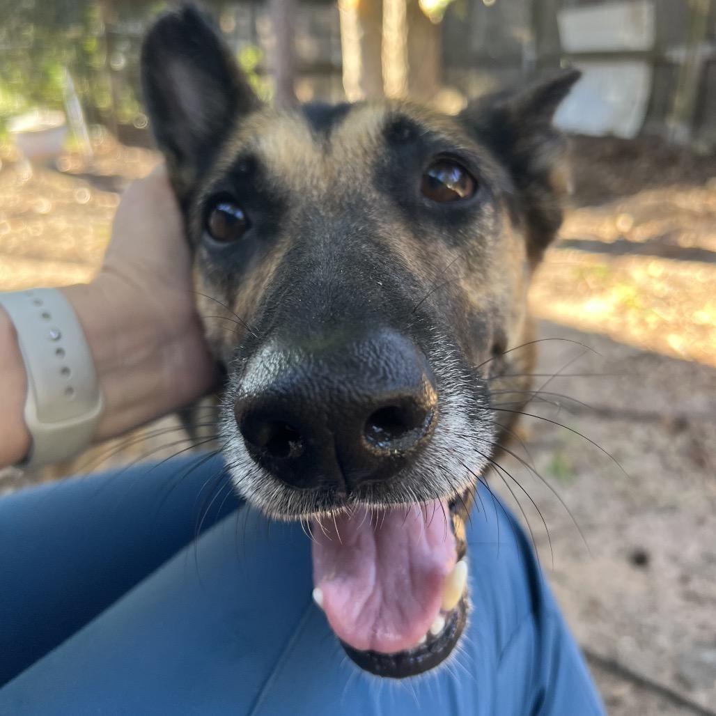 Enlarge Miss November, a Adoptable German Shepherd Dog in Spring, TX image 1/6