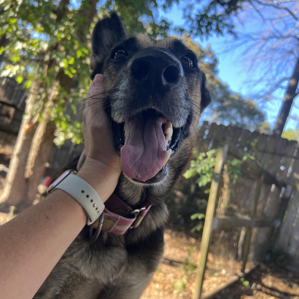Enlarge Miss November, a Adoptable German Shepherd Dog in Spring, TX image 2/6