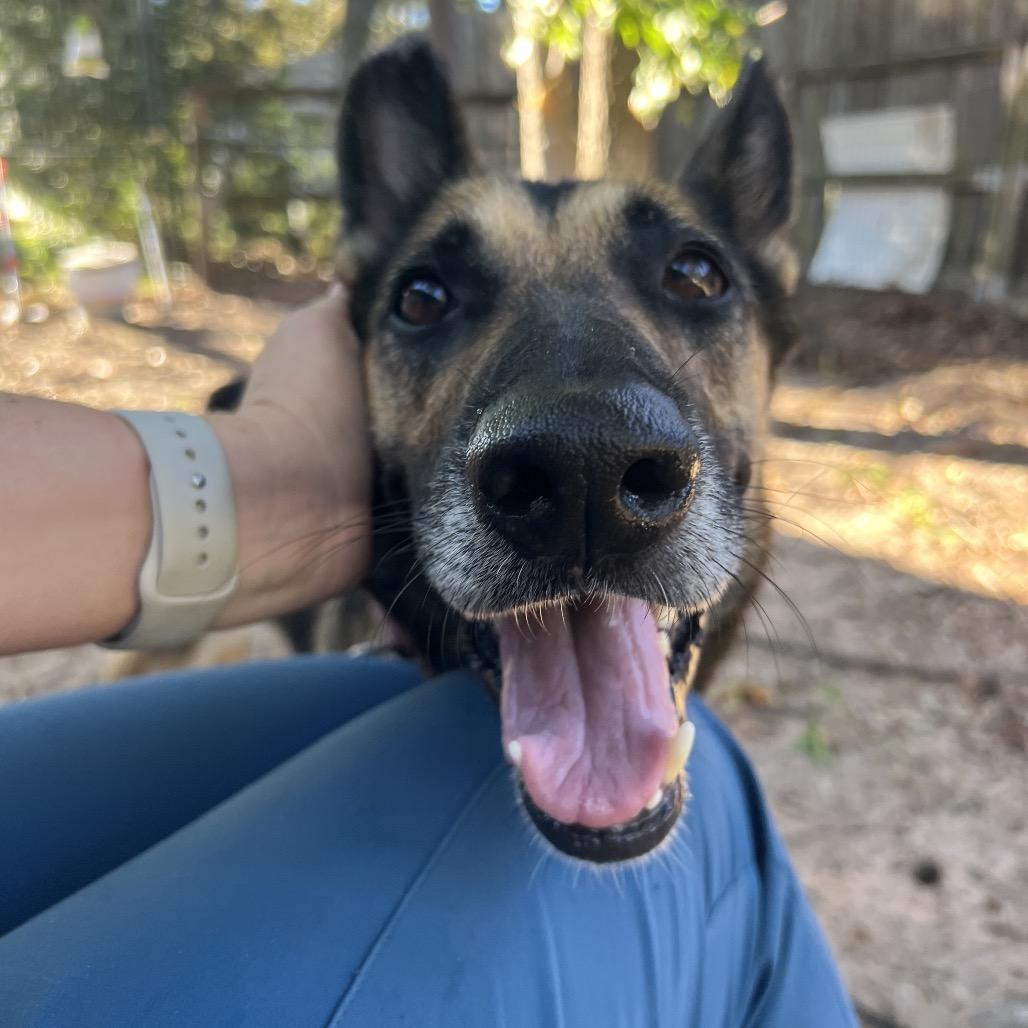 Enlarge Miss November, a Adoptable German Shepherd Dog in Spring, TX image 3/6