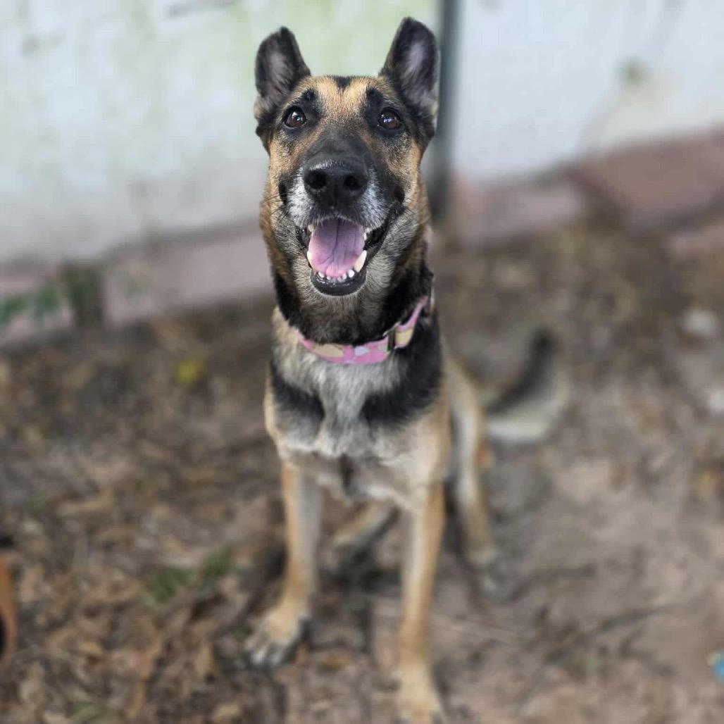 Enlarge Miss November, a Adoptable German Shepherd Dog in Spring, TX image 4/6
