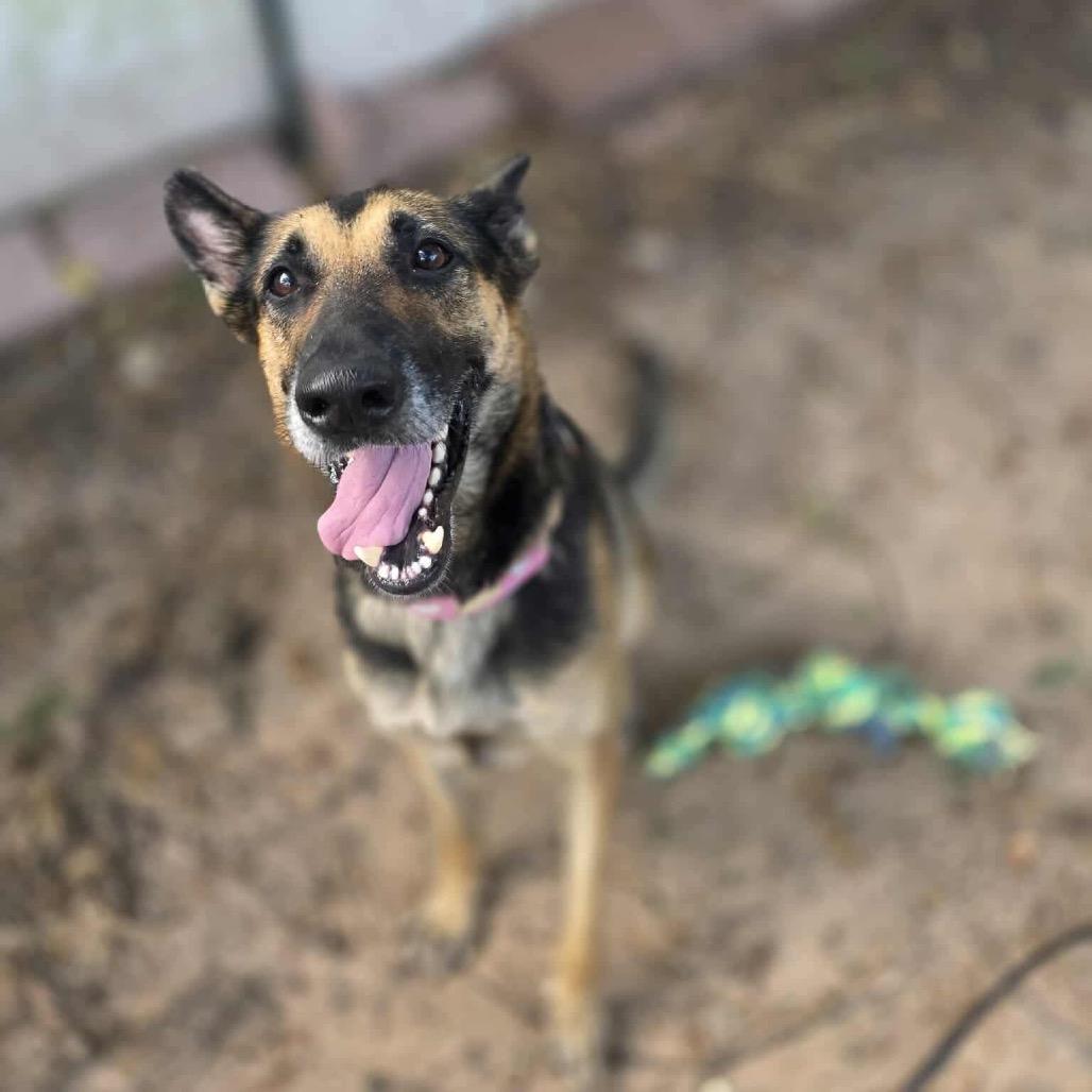 Enlarge Miss November, a Adoptable German Shepherd Dog in Spring, TX image 5/6