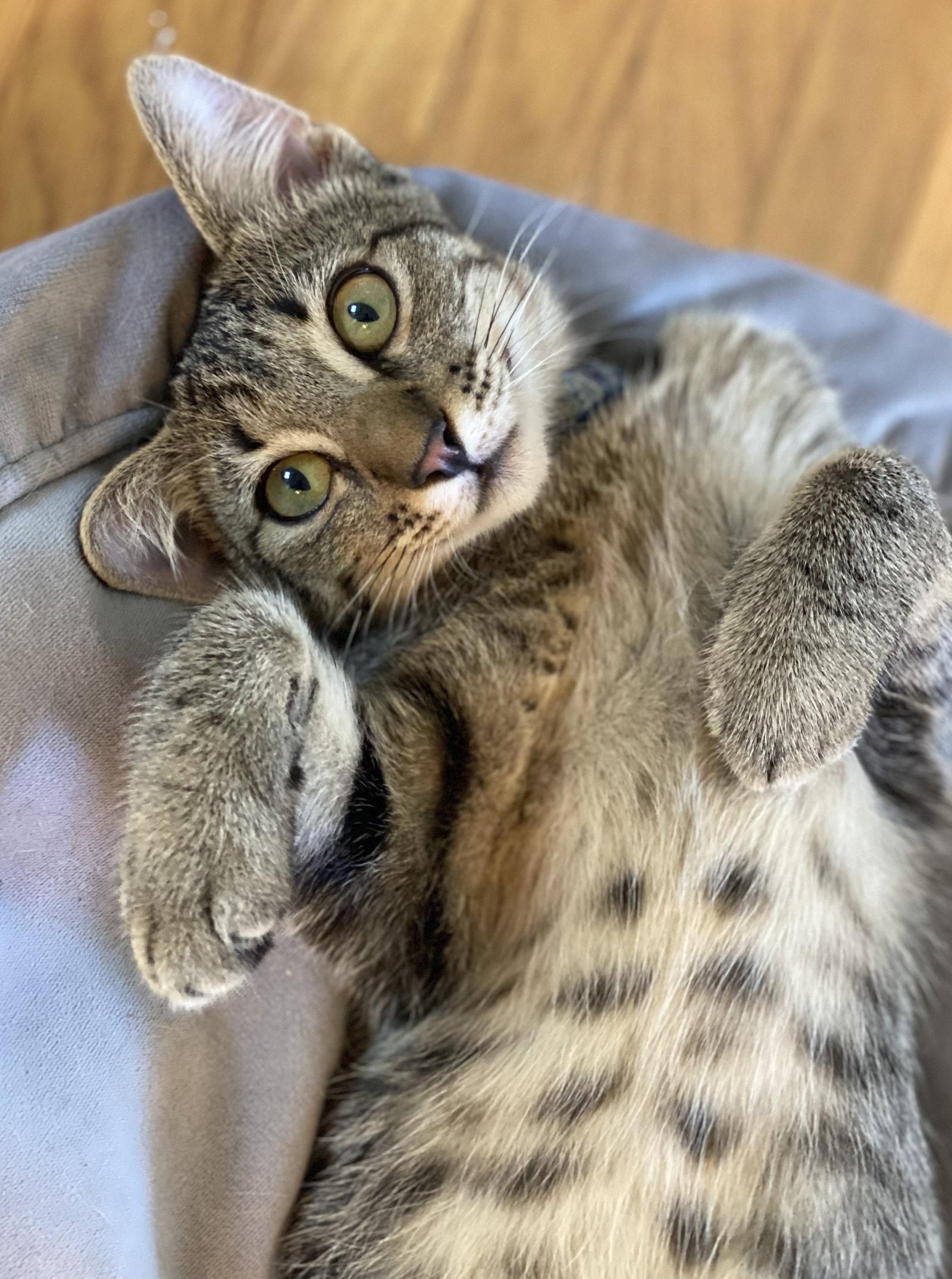 Kissy Kash, Adoptable, Young Male Tabby & Domestic Short Hair.