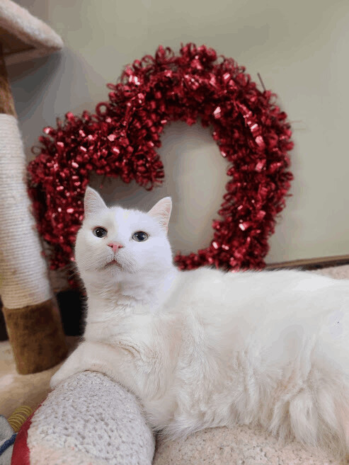Dazzler (FeLV+) photo 1