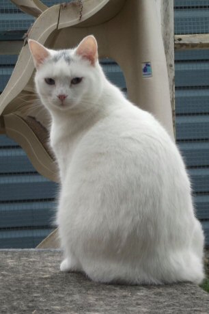 Dazzler (FeLV+) photo 2