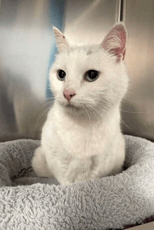 Dazzler (FeLV+) photo 3