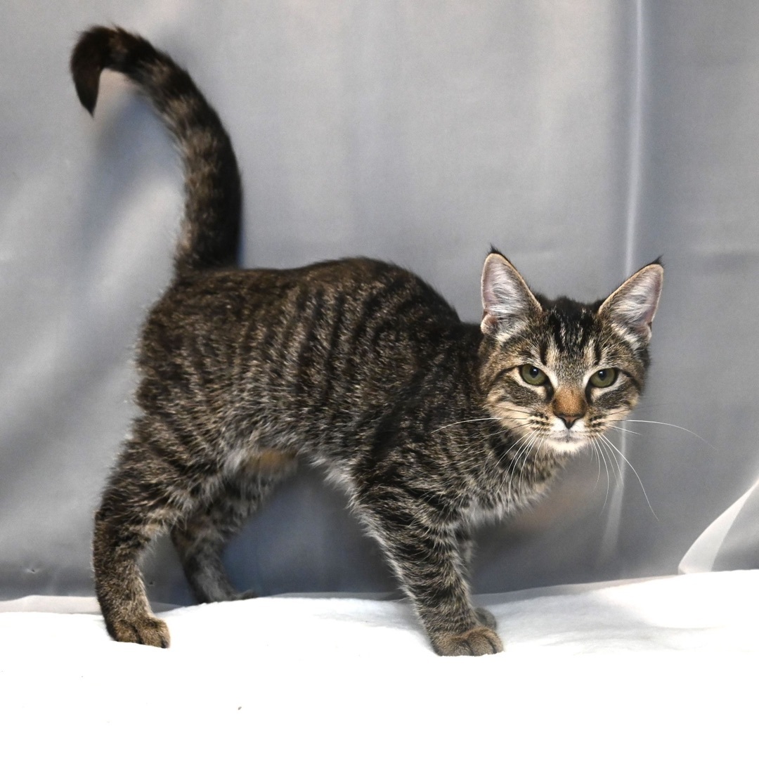 Garland, Adopted, Kitten Female Domestic Short Hair.