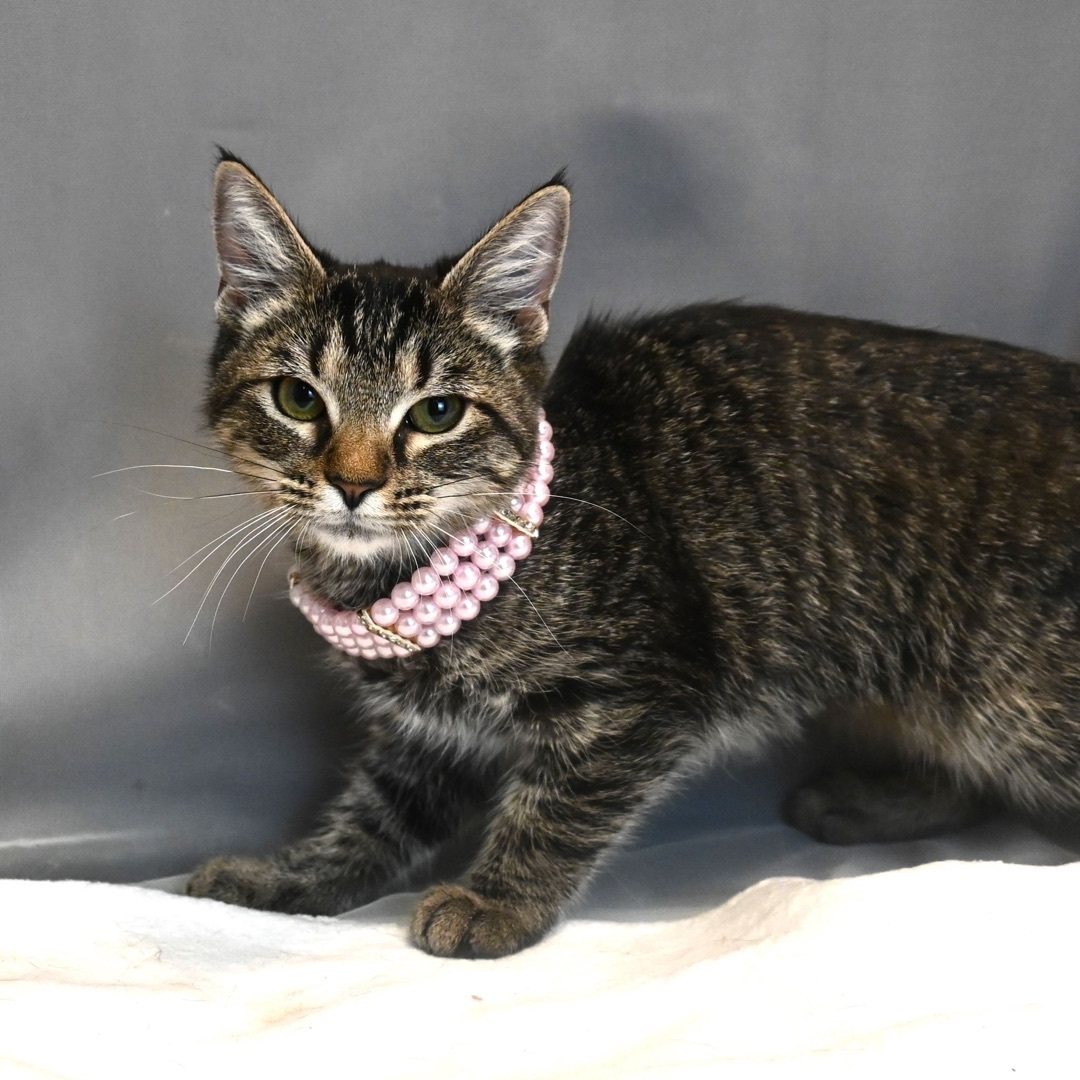 Garland, a Adopted mixed breed in Farmington, CT image 2/4