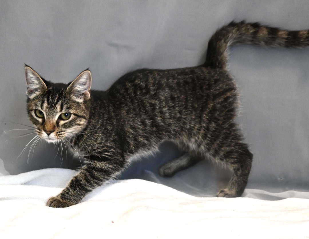 Garland, a Adopted mixed breed in Farmington, CT image 3/4