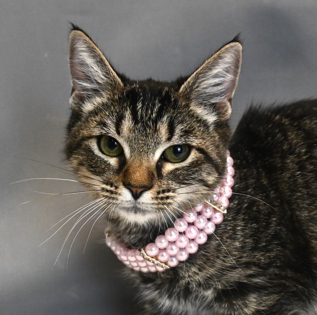 Garland, a Adopted mixed breed in Farmington, CT image 4/4